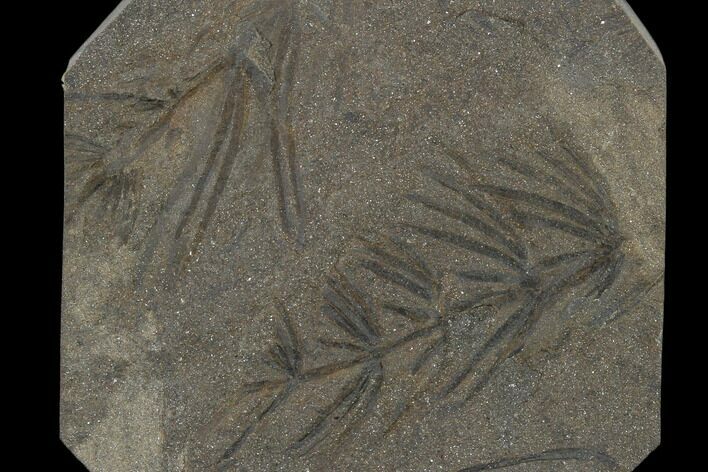Fossil Pennsylvanian Horsetail (Asterophyllites) - France #114618